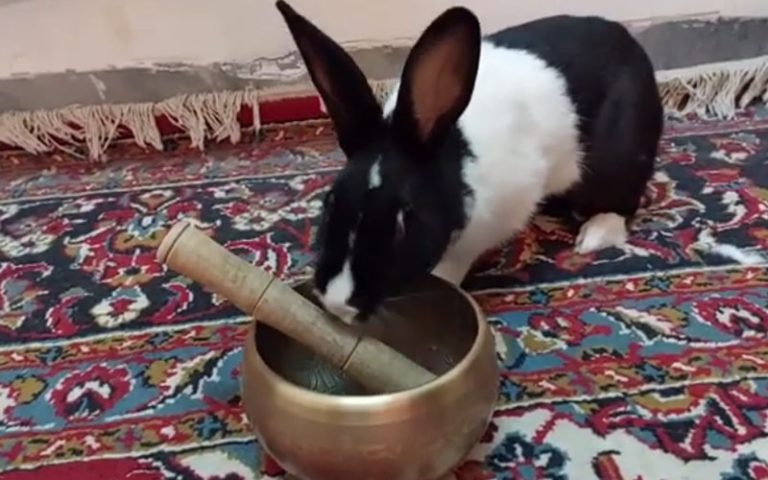 Why Do Rabbits Rub Their Chins On Things