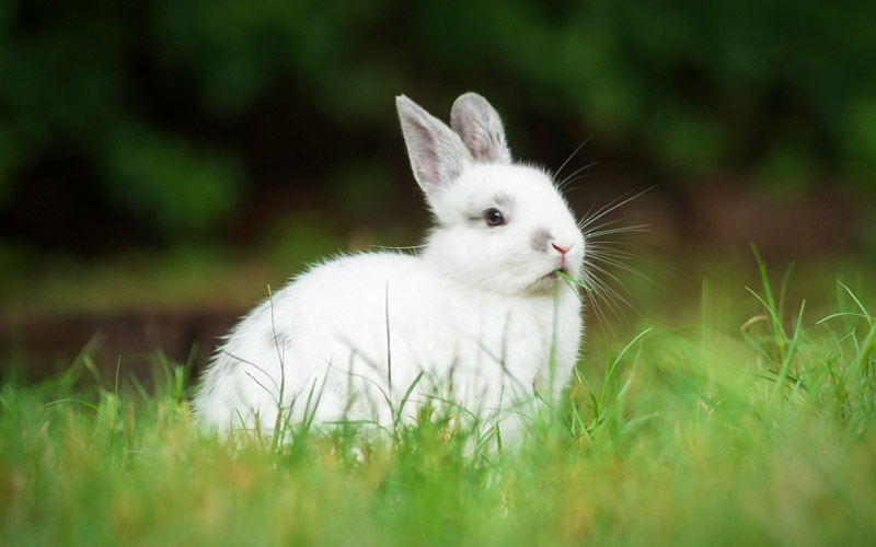 Why Does My Bunny Stare at Me