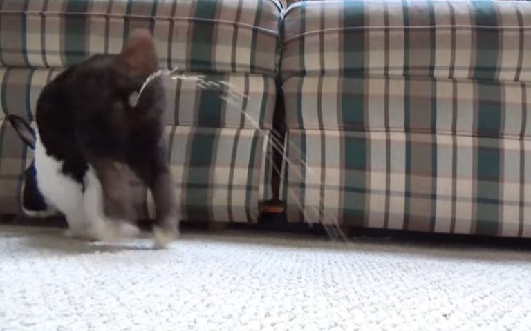 Why Does My Rabbit Pee On Me