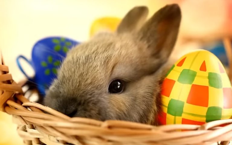 Why Does My Rabbit Stare At Me