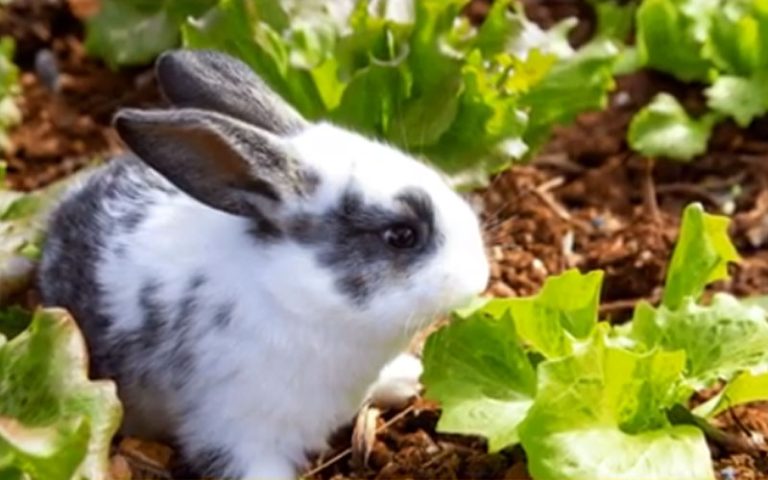 Why Is Iceberg Lettuce Bad for Rabbits