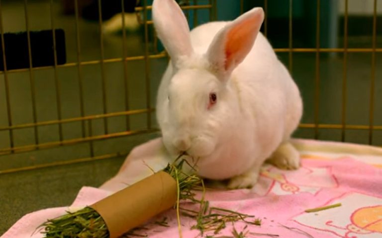 Why Is My Bunny Not Eating