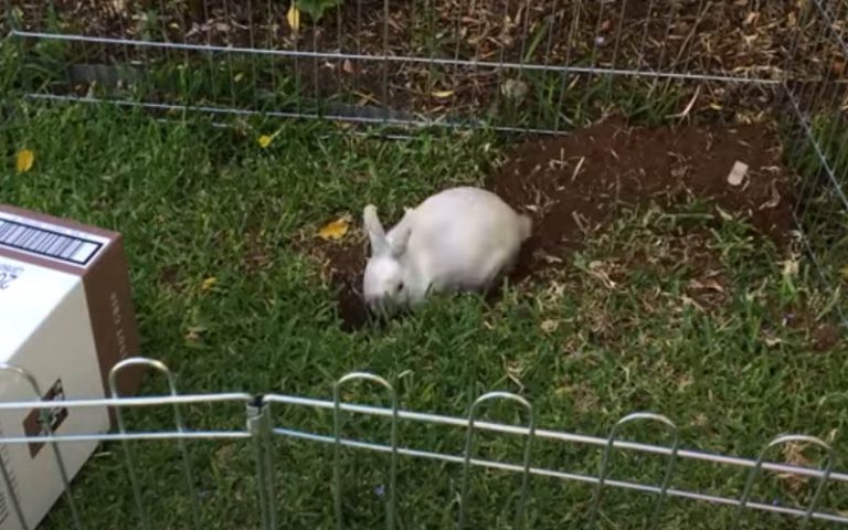 Why Is My Rabbit Digging All of a Sudden