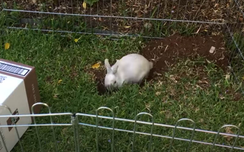 10 Reasons: Why Is My Rabbit Digging All of a Sudden?