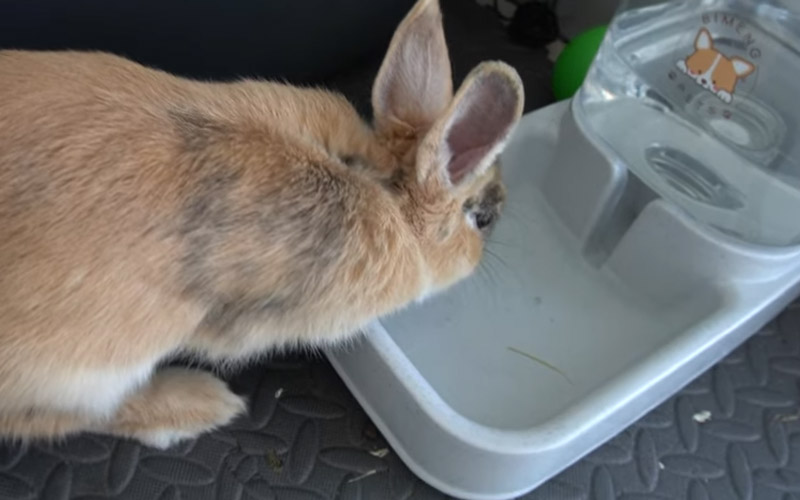 Why Is My Rabbit Drinking So Much Water