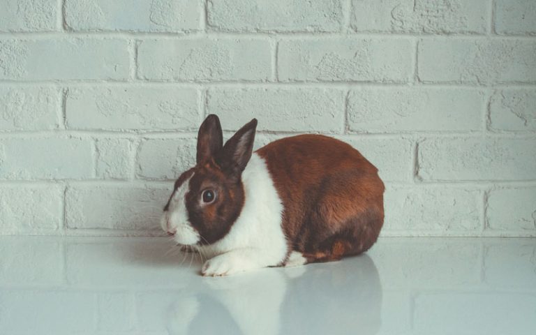 Why Is My Rabbit Shaking