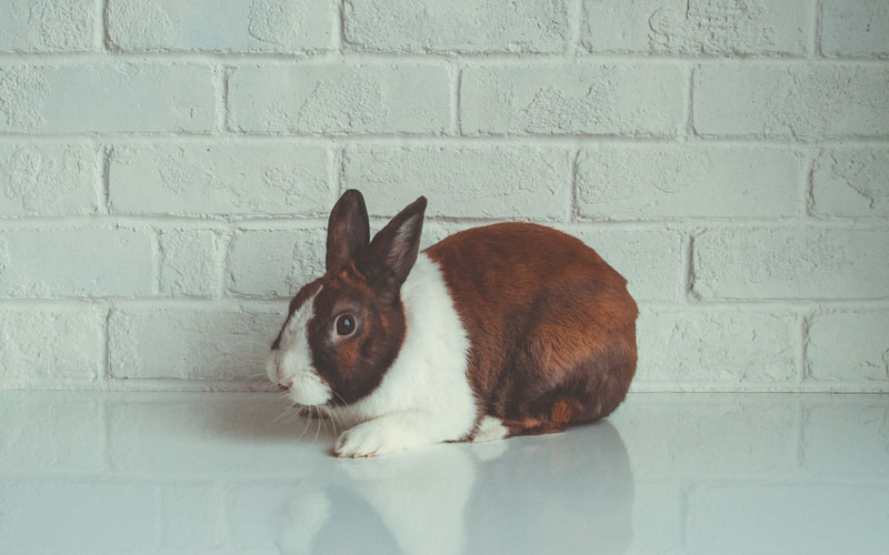 Why Is My Rabbit Shaking