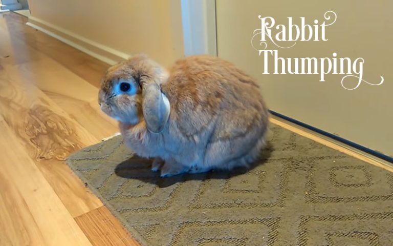 Why Is My Rabbit Thumping