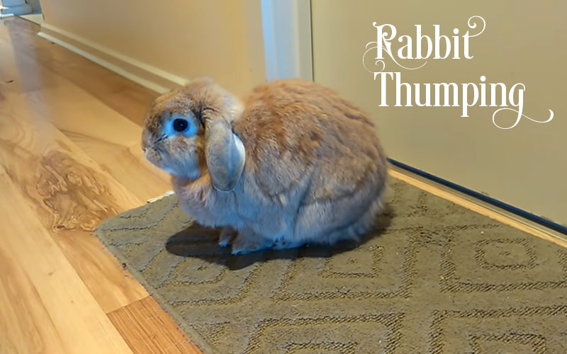 Why Is My Rabbit Thumping