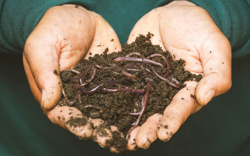 Worms