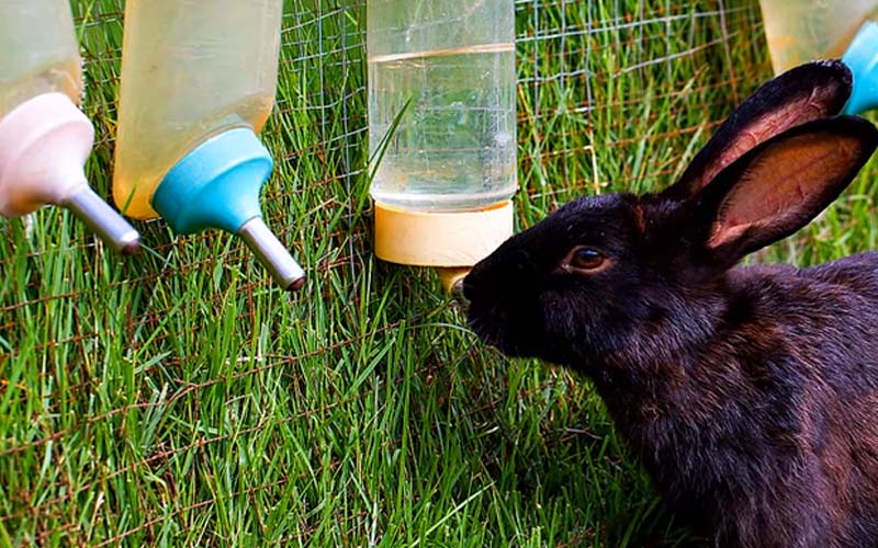 a rabbit drinking water