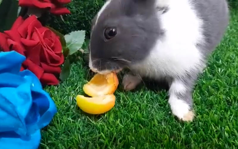 a rabbit eating Apricots