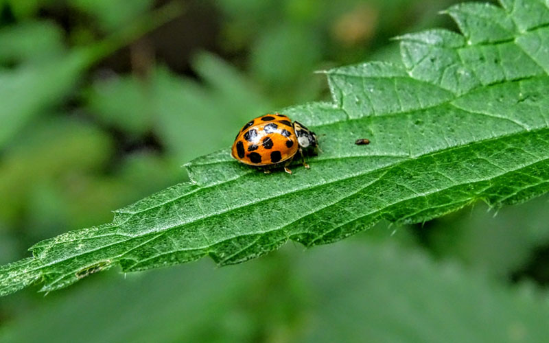an insect