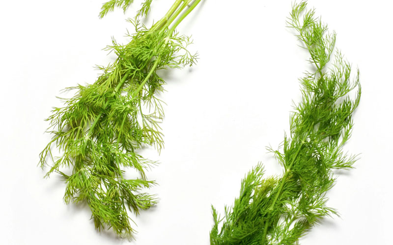 dill leave