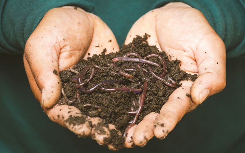 dried Worms