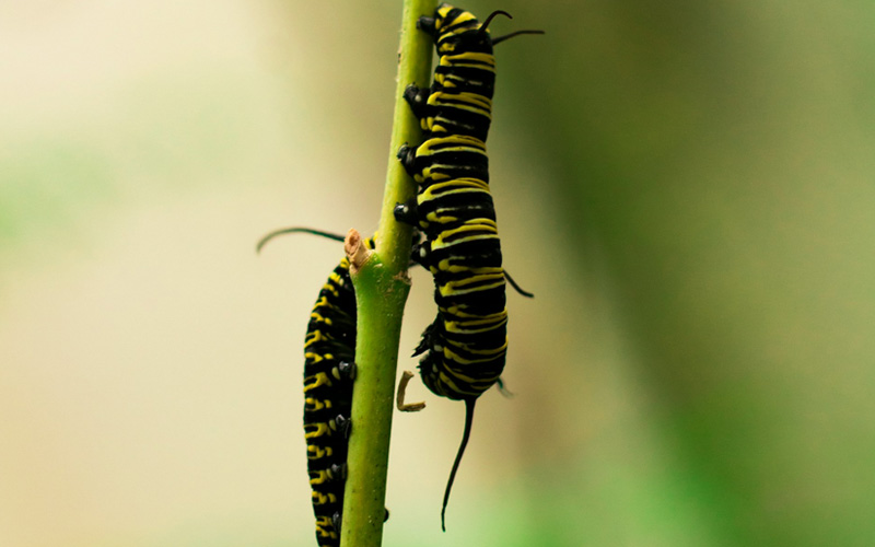 earthworms