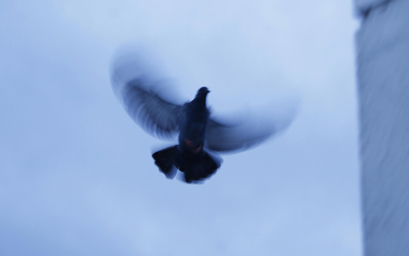 how fast can pigeons fly