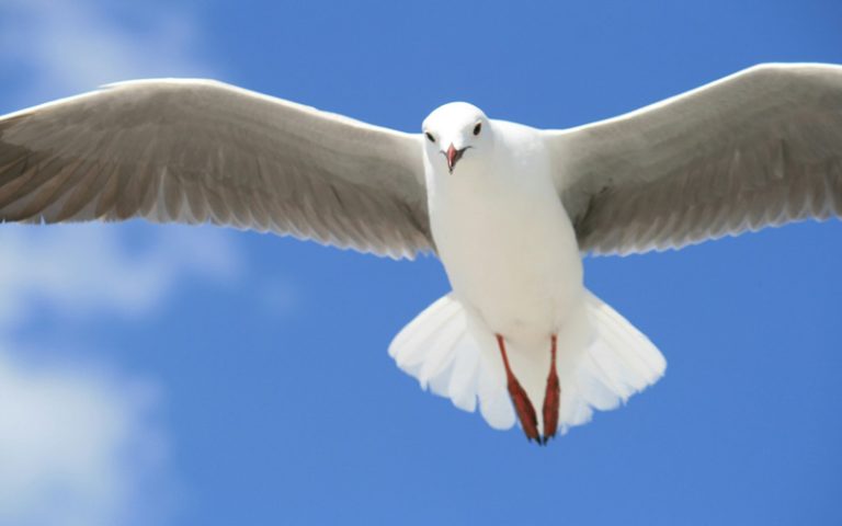 how high can a pigeon fly