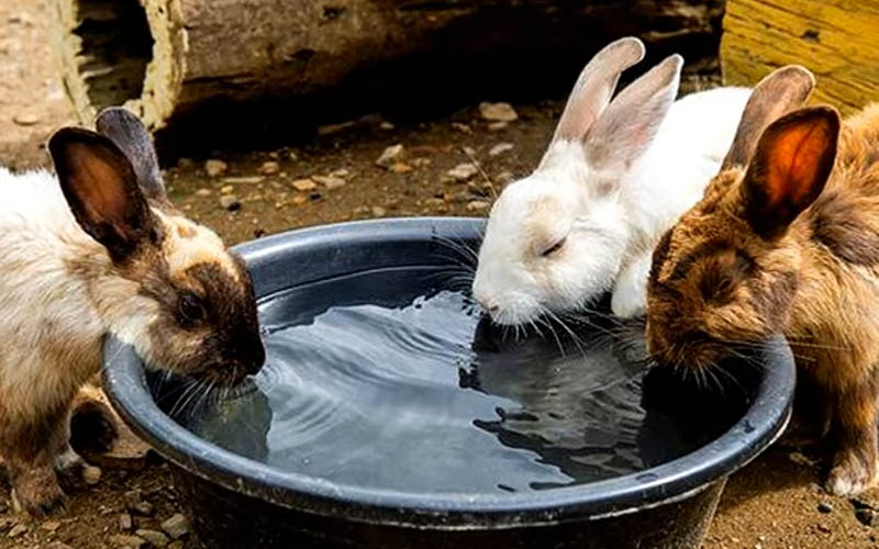 three rabbits drinking so much water on a pot