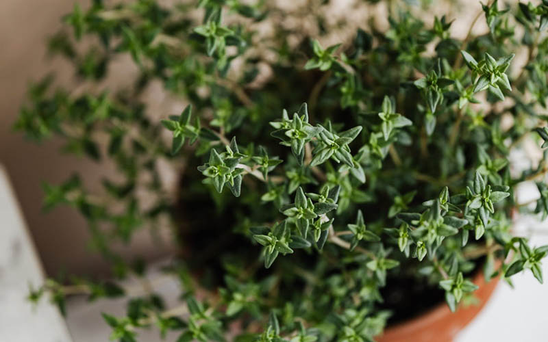 thyme leaves