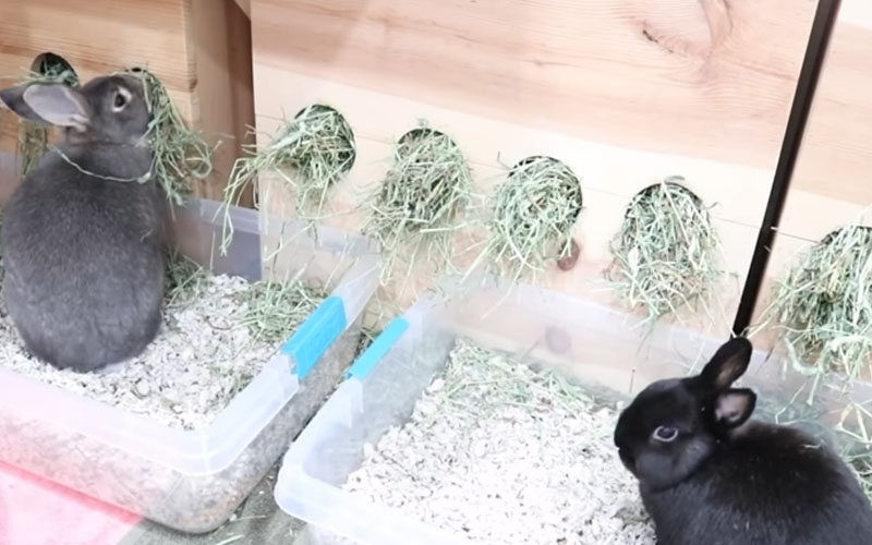 what to use for rabbit litter
