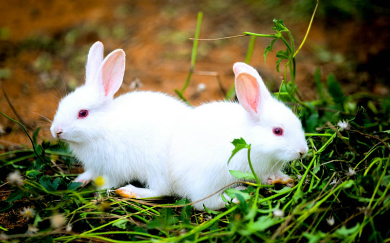 why are bunnies so cute