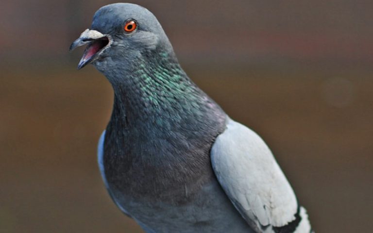 A Pigeon Makes Noise Coo