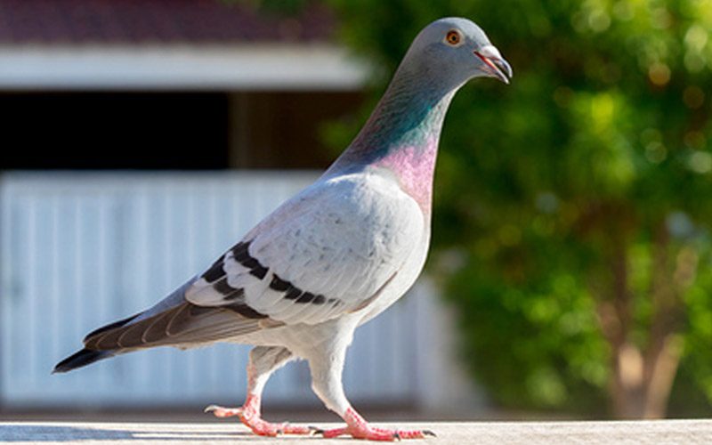 How Much Is A Racing Pigeon? (Most Expensive Pigeons Listed)