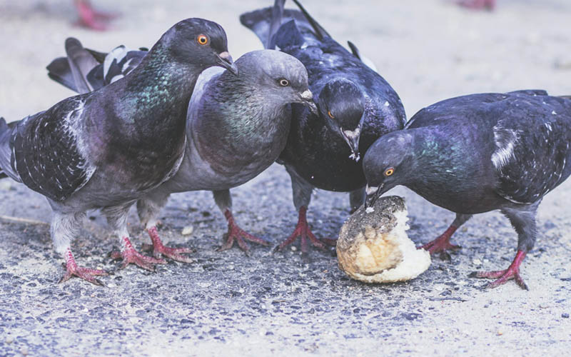 Can Pigeons Eat Bread? (Benefits & Drawbacks) – Beasts Loco