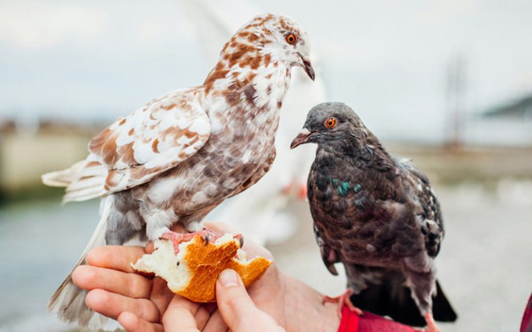 Can Pigeons Eat Bread