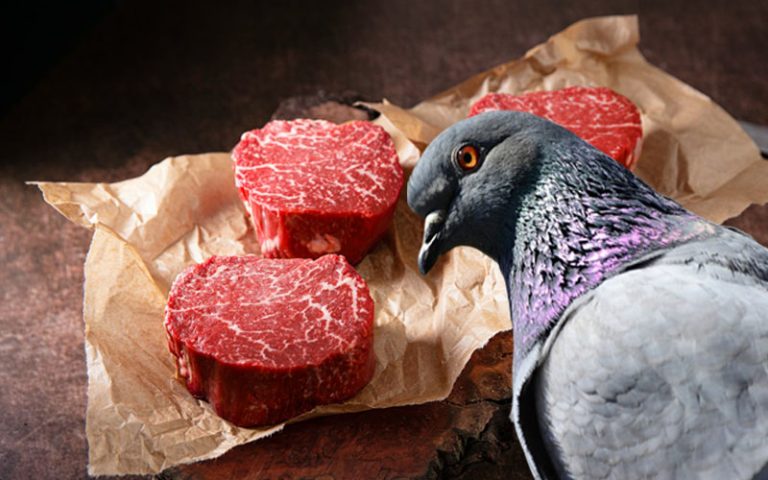 Do Pigeons Eat Meat