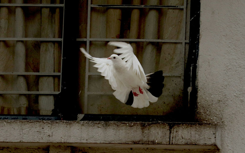 History of Carrier Pigeons