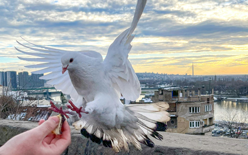 History of Messenger Pigeons