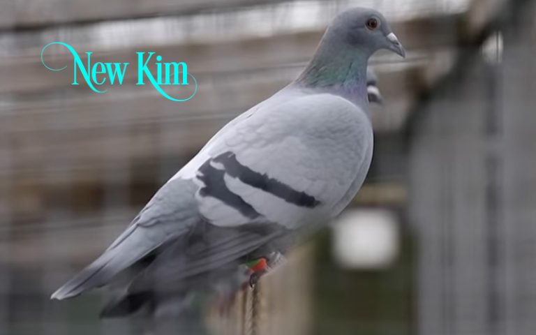 How Much Is A Racing Pigeon? (Most Expensive Pigeons Listed)