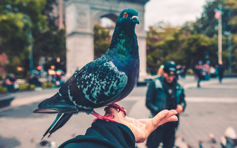 How To Attract A Pigeon