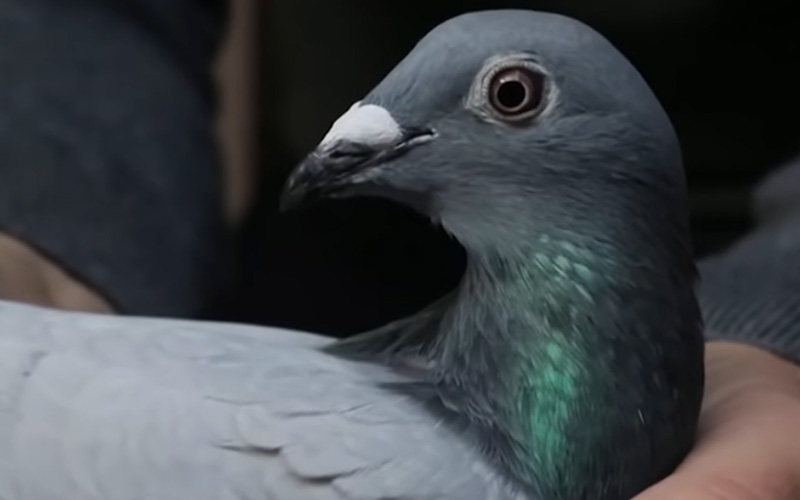 Most Expensive Racing Pigeon