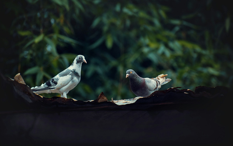 What Are Pigeons Good For
