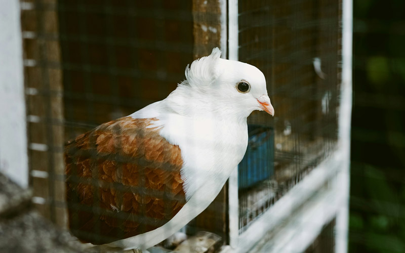 Why Do Pigeons Coo Constantly