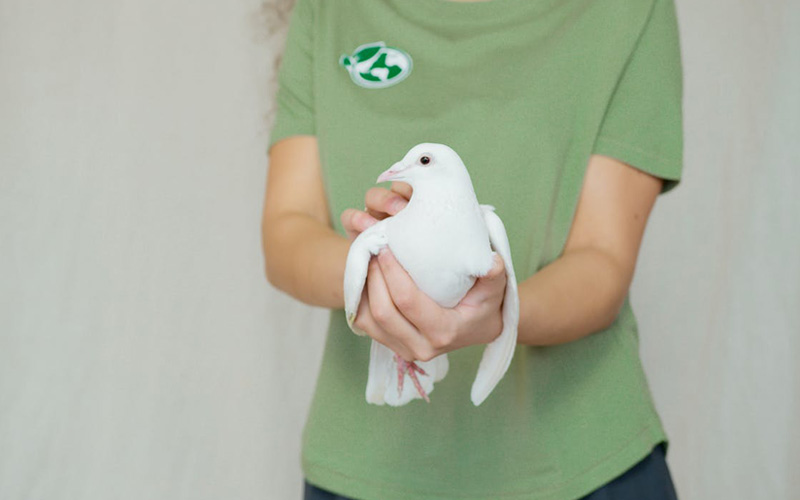 What Does A White Pigeon Mean