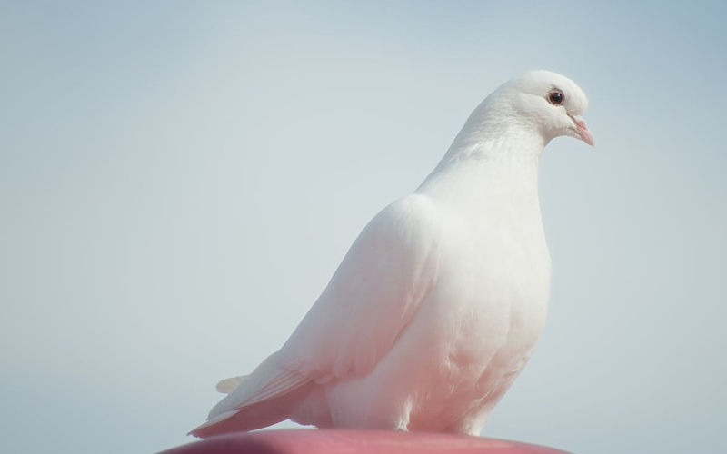 What Does It Mean When A White Pigeon Visits You