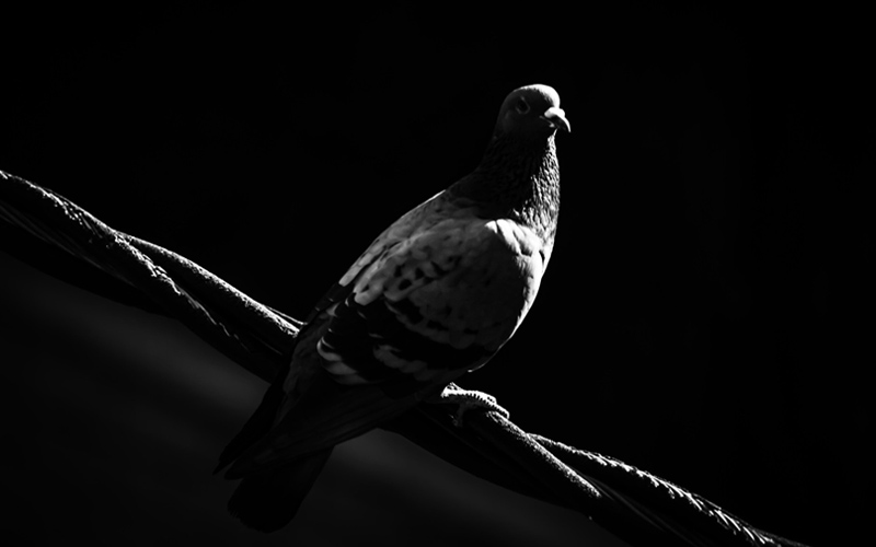 Where Do Pigeons Go At Night? – Beasts Loco