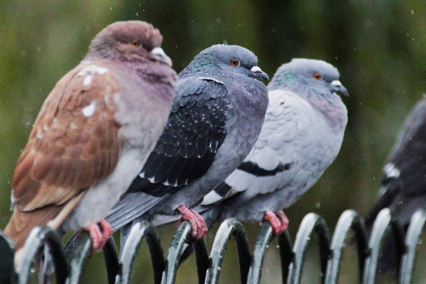 why pigeons puff up