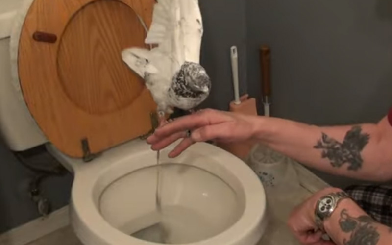 Can You Potty Train A Pigeon