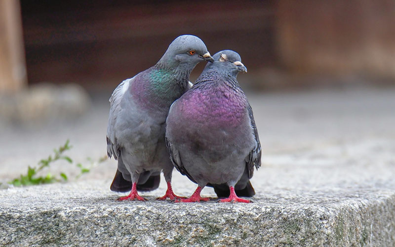 Difference Between Male And Female Pigeon