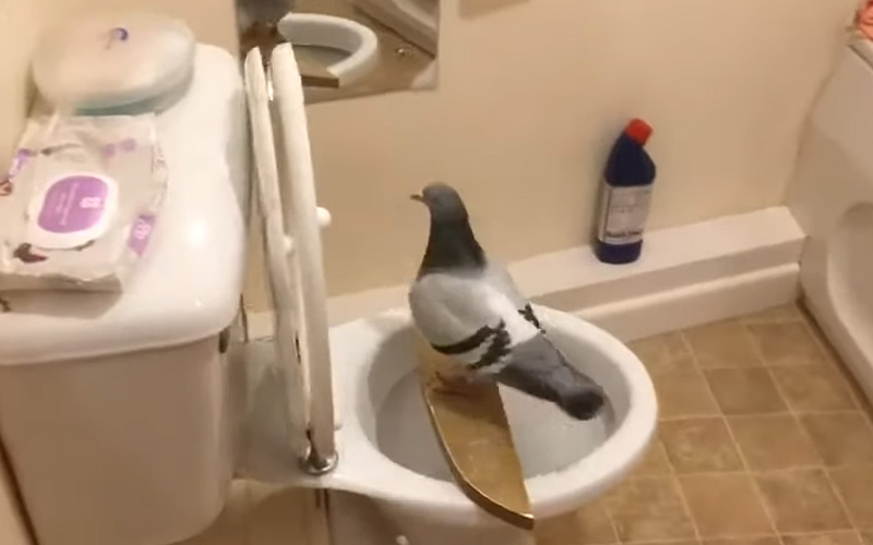 How Do You Potty Train a Pigeon