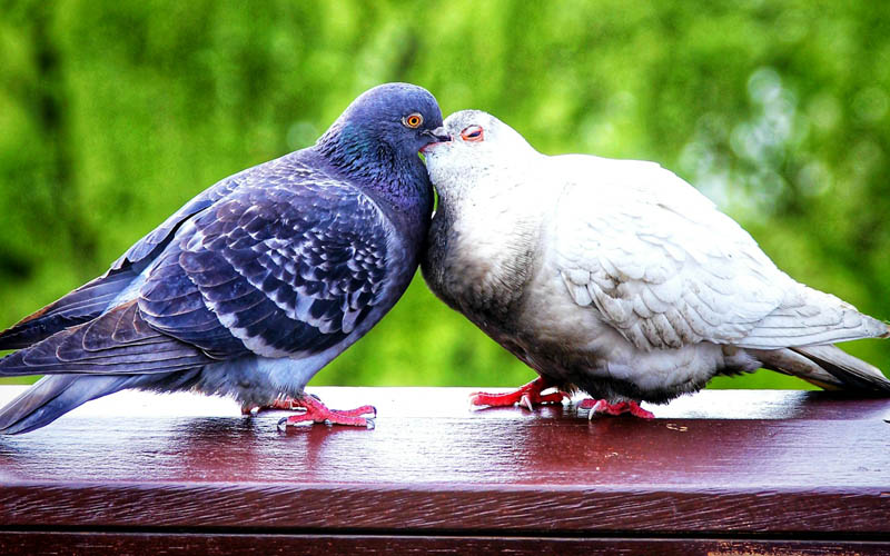 Male Vs Female Pigeon