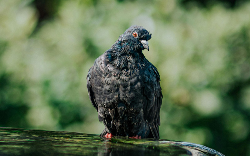 What Diseases Do Pigeons Carry