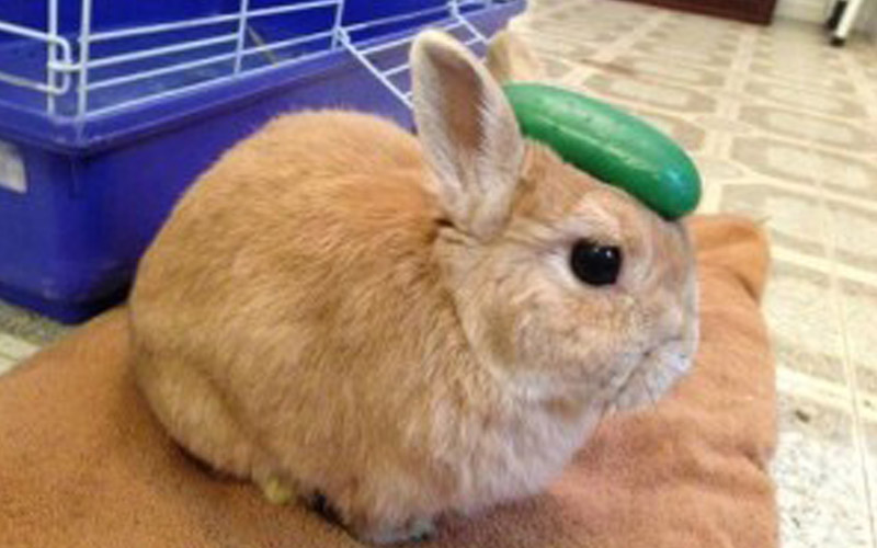 Can Rabbits Eat Cucumbers