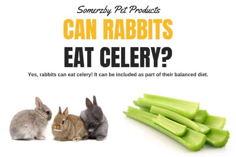 can-rabbits-eat-celery
