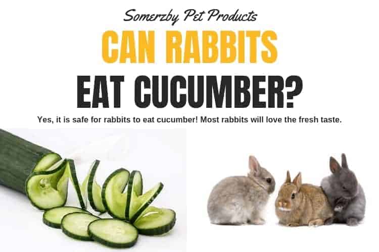 Can Rabbits Eat Cucumbers?